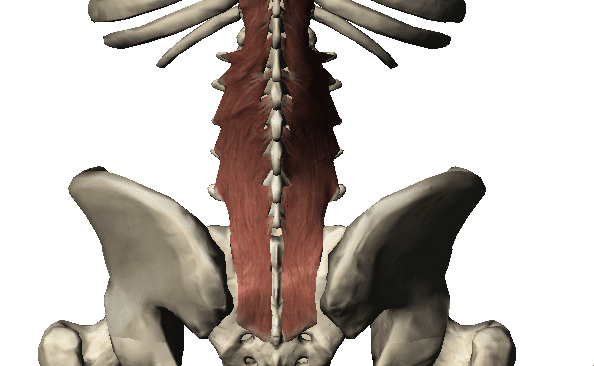 Low Back Pain & Spinal Stabilisation